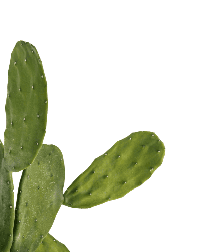 Cactus verde de Cocodrilo Park