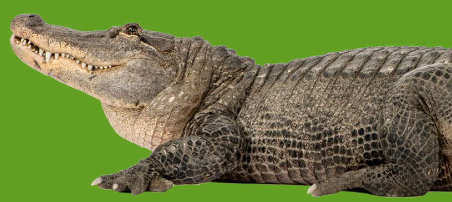 La imagen muestra al cocodrilo llamado Guancho, es un recorte del contorno del cocodrilo, está de perfil mirando hacia la izquiera con la boca abierta, el fondo es de color verde para que se funda con el color del banner promocional