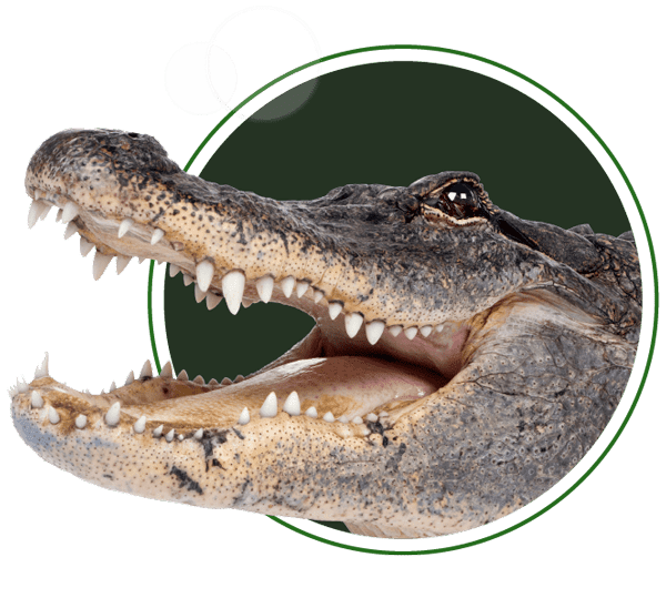 Imagen de presentación con cabeza cocodrilo del parque con un círculo verde de fondo y un alínea de borde que rodea el círculo