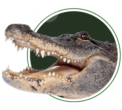 Imagen de presentación con cabeza cocodrilo del parque con un círculo verde de fondo y un alínea de borde que rodea el círculo