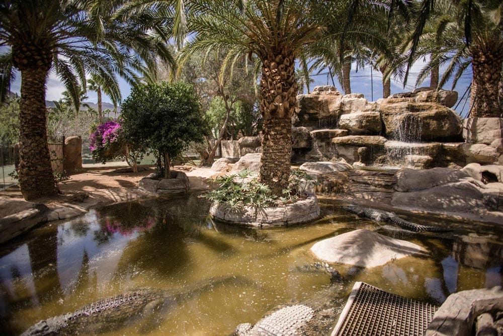La foto muestra un bonito estanque que hay en el parque, rodeado de palmeras y otras plantas de verdor similar, en el estanque se puede observar algunos cocodrilos camuflados con el color tierra del suelo