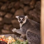 Cocodrilos Park, centro de rescate animales Gran Canaria.