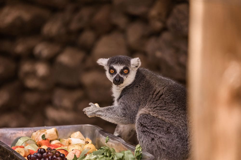En este momento estás viendo Cocodrilos Park, centro de rescate animales Gran Canaria.