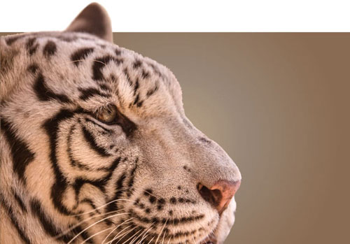 Detalle de la cara de el tigre de bengala con un fondo color tierra. La cara del tigre está de perfil, su pelaje es blanco con rallas grises, es una imagen muy detallada de su cara